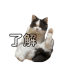 三浦家の猫（個別スタンプ：2）