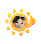 三浦家の猫（個別スタンプ：3）