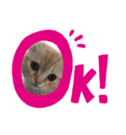 三浦家の猫（個別スタンプ：9）