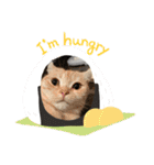 三浦家の猫（個別スタンプ：11）