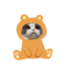 三浦家の猫（個別スタンプ：17）