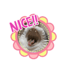 三浦家の猫（個別スタンプ：18）