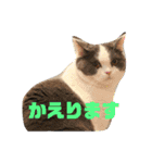 三浦家の猫（個別スタンプ：19）