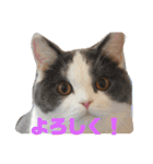 三浦家の猫（個別スタンプ：21）