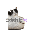 三浦家の猫（個別スタンプ：22）