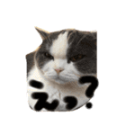 三浦家の猫（個別スタンプ：23）