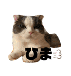 三浦家の猫（個別スタンプ：24）
