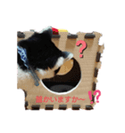 にゃん吉の朝（個別スタンプ：6）