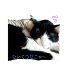 にゃん吉の朝（個別スタンプ：7）