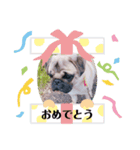 シンバくん！！！！（個別スタンプ：6）