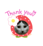 吉澤家のねこたち（個別スタンプ：1）