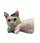 吉澤家のねこたち（個別スタンプ：2）