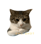 吉澤家のねこたち（個別スタンプ：3）