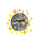 吉澤家のねこたち（個別スタンプ：4）
