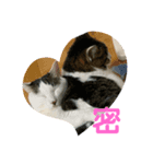 吉澤家のねこたち（個別スタンプ：5）