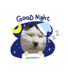 吉澤家のねこたち（個別スタンプ：7）