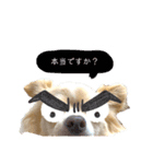 天野家のこむぎさん。2（個別スタンプ：2）
