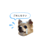 天野家のこむぎさん。2（個別スタンプ：9）