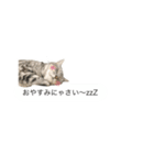 ぶさかわふぁみりぃ2 (メッセージスタンプ)（個別スタンプ：2）