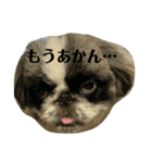 ペキニーズのぽぽ（個別スタンプ：1）