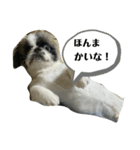 ペキニーズのぽぽ（個別スタンプ：2）