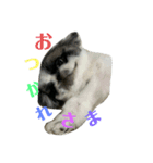 ペキニーズのぽぽ（個別スタンプ：4）
