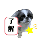 ペキニーズのぽぽ（個別スタンプ：5）