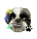 ペキニーズのぽぽ（個別スタンプ：7）
