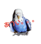 セキセイインコと猫2（個別スタンプ：1）