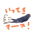 セキセイインコと猫2（個別スタンプ：3）