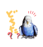 セキセイインコと猫2（個別スタンプ：4）