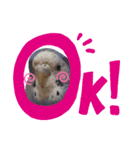 セキセイインコと猫2（個別スタンプ：5）