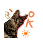 セキセイインコと猫2（個別スタンプ：6）