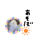 セキセイインコと猫2（個別スタンプ：10）
