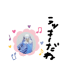 セキセイインコと猫2（個別スタンプ：11）