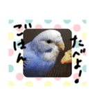 セキセイインコと猫2（個別スタンプ：12）