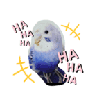 セキセイインコと猫2（個別スタンプ：14）