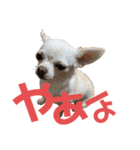 ありありありーず（個別スタンプ：9）