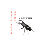 ヤンバルの生き物達（個別スタンプ：4）