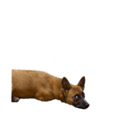 紅だぉPart2（個別スタンプ：4）