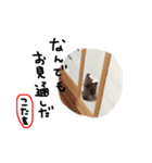 こたちゃんすたんぷほのぼの（個別スタンプ：1）