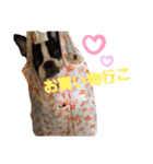 ちょこたん＆ひめたん（個別スタンプ：3）