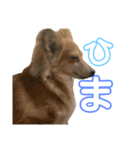 ちょこたん＆ひめたん（個別スタンプ：10）
