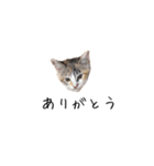 三毛猫みおん（個別スタンプ：1）