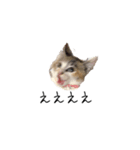 三毛猫みおん（個別スタンプ：2）
