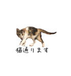三毛猫みおん（個別スタンプ：4）