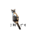 三毛猫みおん（個別スタンプ：5）