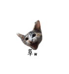 三毛猫みおん（個別スタンプ：6）