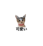 三毛猫みおん（個別スタンプ：8）