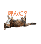 茶子ちゃん2（個別スタンプ：1）